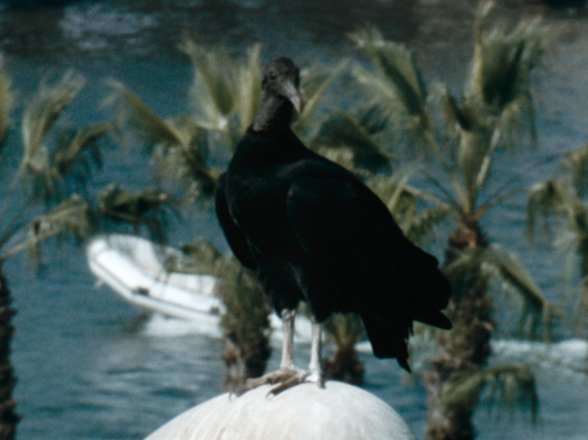 Daniel Jacoby, 'Gallinazo', 2026 (fotograma)