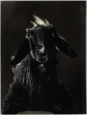 Schwarzes Schaf, 1984 © Walter Schels / Stiftung F.C. Gundlach