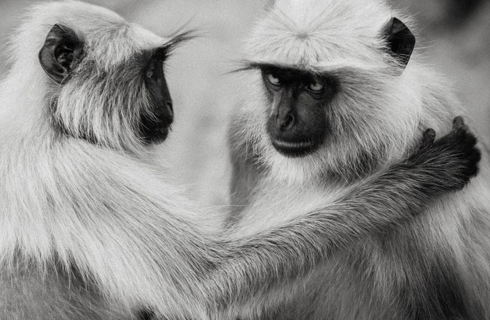 Monkey comforting another