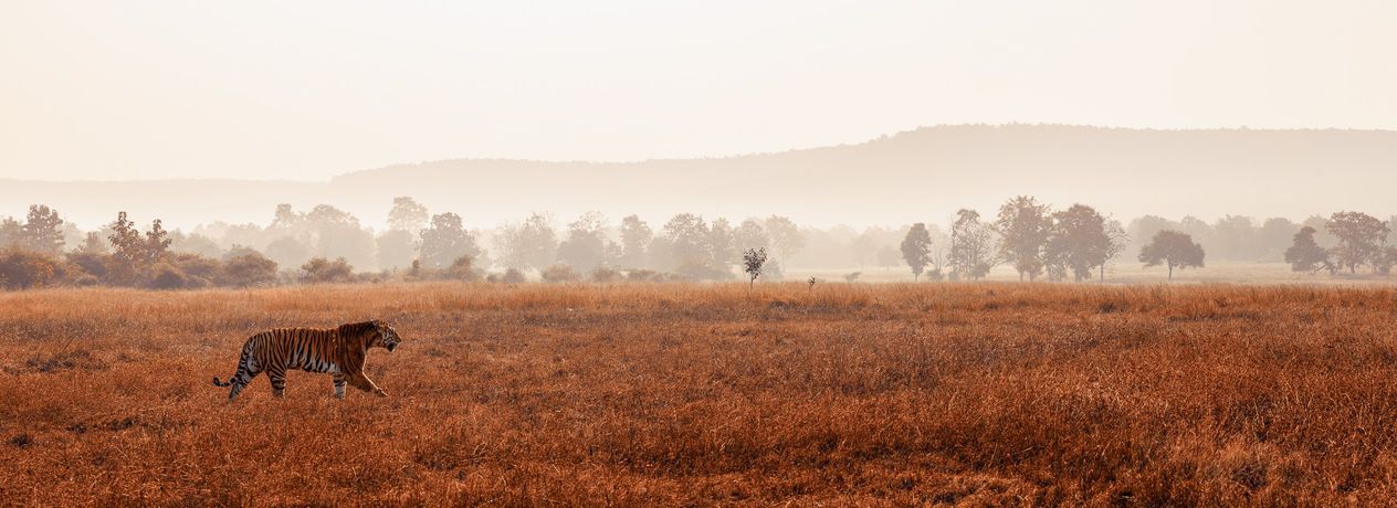 Tiger in grasslands panorama
