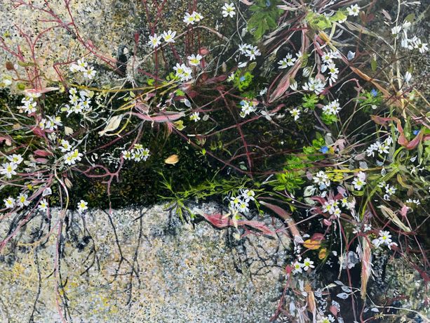 'Common Whitlowgrass, Smyth Street', acrylic on cradled board, Helen Thomas
