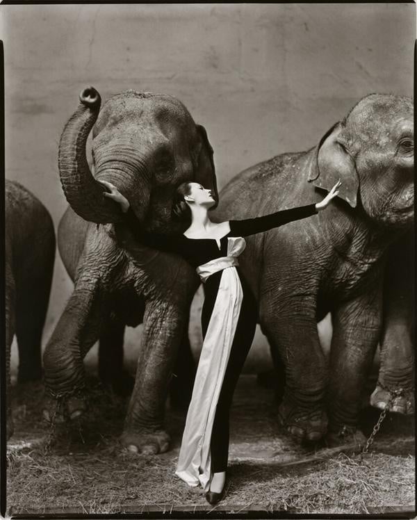 Richard Avedon - Dovima with Elephants