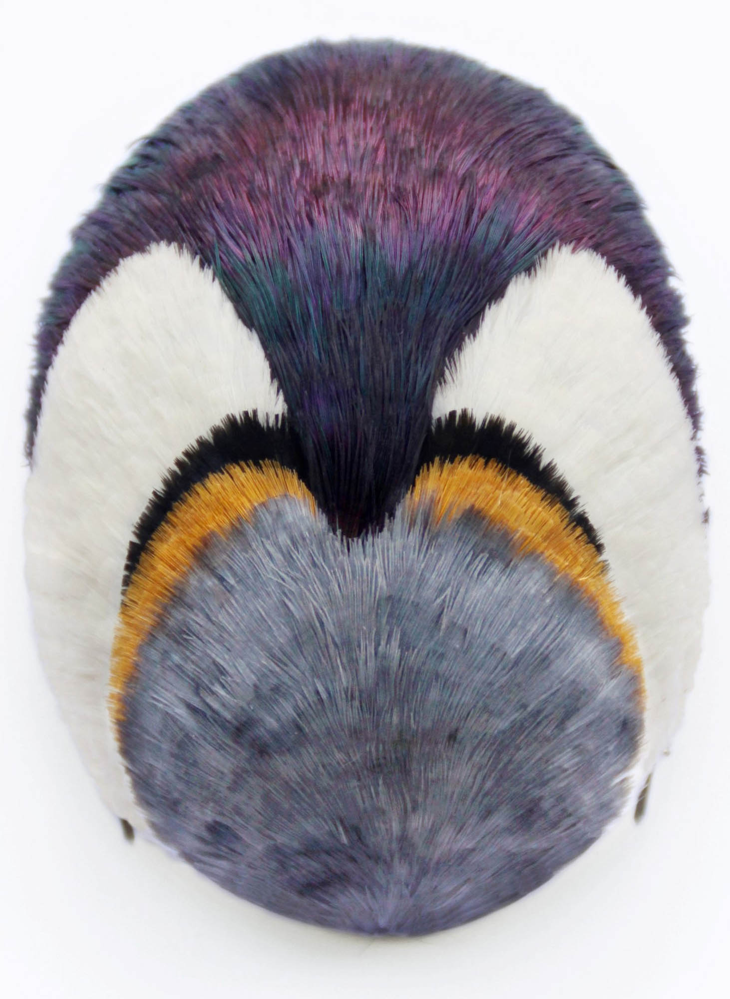 鹦鹉痴迷者胸针