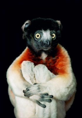 Tim Flach. Sifaca coronado