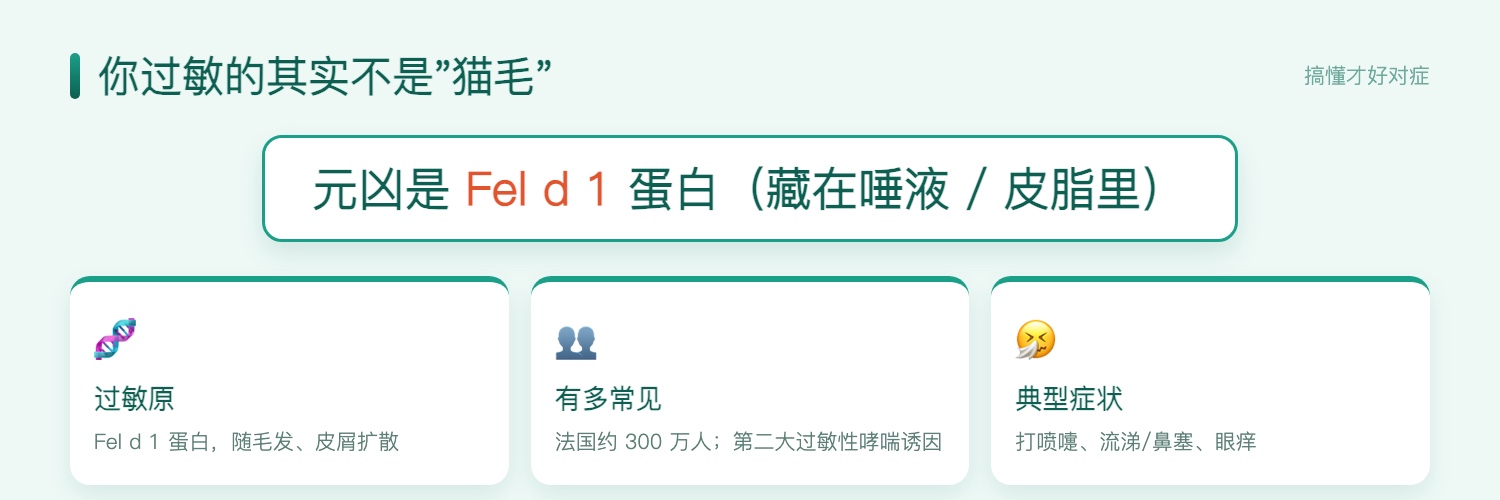猫过敏的真相