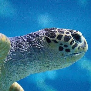 标准票 · £27.13 起