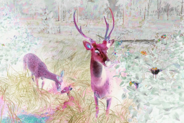 Claudia Fuggetti《Palinopsia》：感知危机下的自然残影