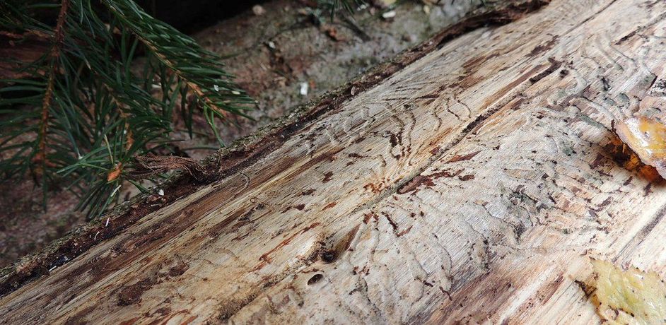 Symbiotic Wood《共生之木》:探索人与自然共生的艺术与科学