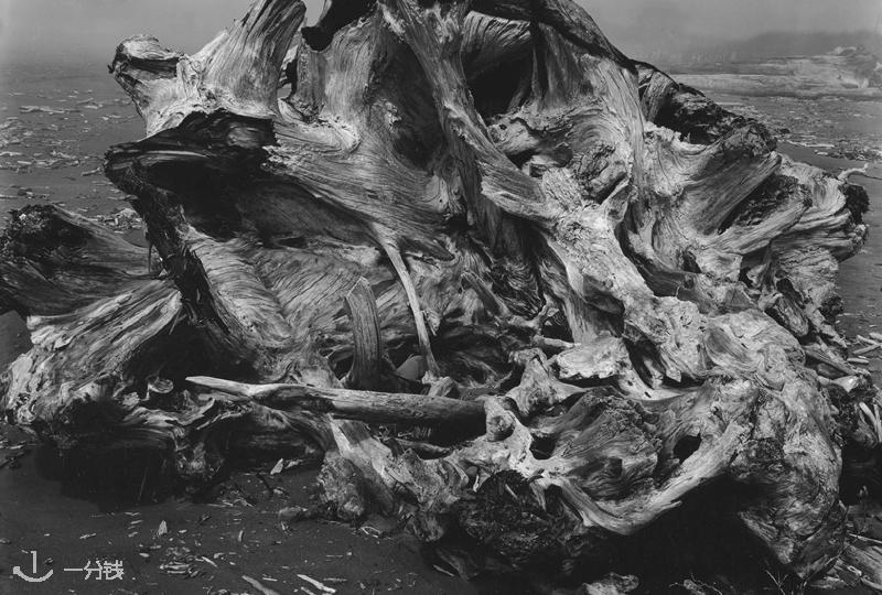 Edward Weston《La materia de las formas》:现代摄影的形与美