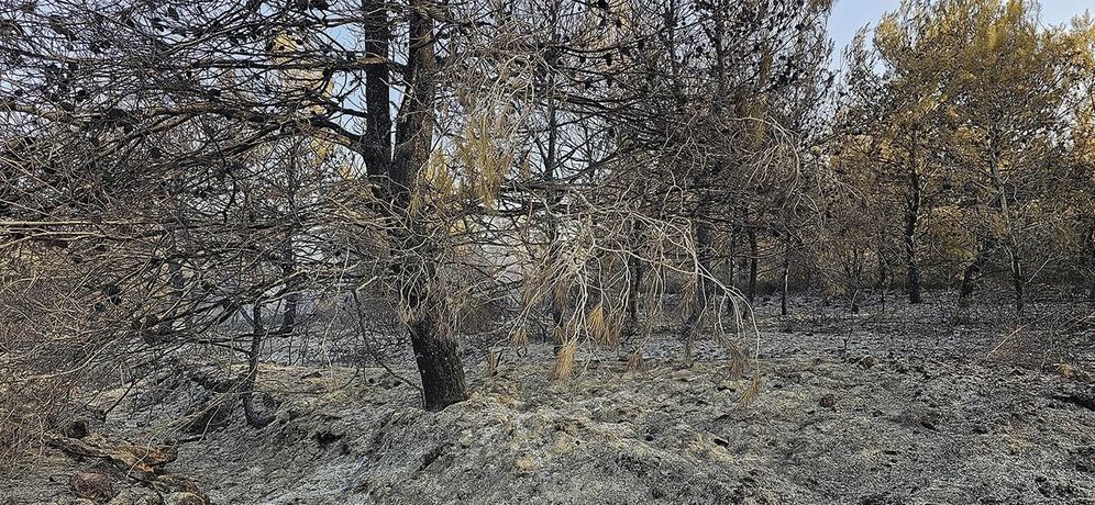 生态危机与土地记忆|《黎巴嫩:土地的记忆》:威尼斯双年展Arsenale馆的行动号召