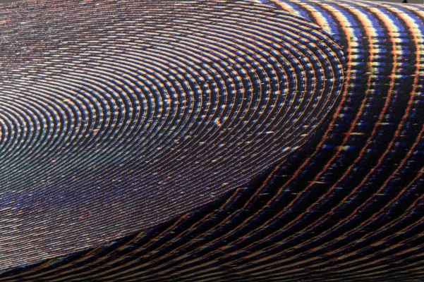 Miriam Bäckström《Extensions》：摄影与纺织的边界突破
