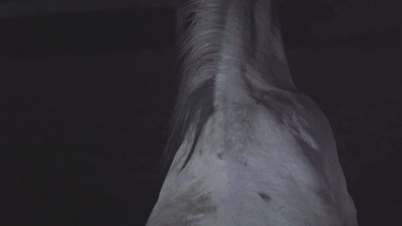 当代艺术与非人类共生:《Invocazioni. Divenire Animale》群展在米兰Fabbrica del Vapore