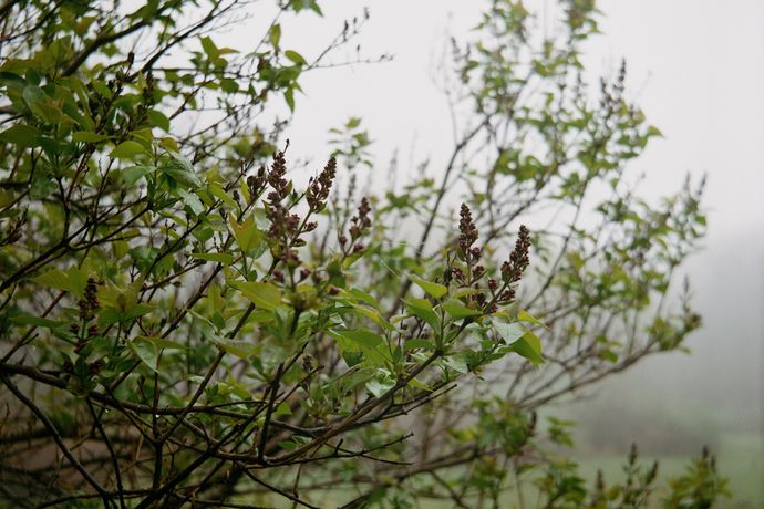 Christopher Aque《Regrowth》：探索再生与变迁的当代艺术之旅