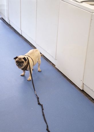 Hannah Black《Hush Mr Giant》:权力与身份的当代艺术思考