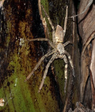 Tomás Saraceno《tomás saracenoi》:水的循环与人与自然的共生艺术