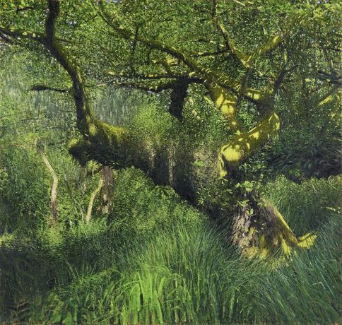 Andrew Gifford《苔藓之光：绘画大西洋雨林》：沉浸式探索英国与爱尔兰原始森林的艺术之旅