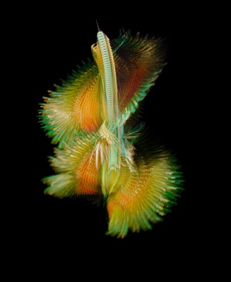 Xavi Bou《Fluctus》：用摄影捕捉飞鸟无形的轨迹