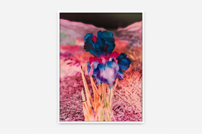 Lisa Oppenheim《Portraits/Hybrids》:一场跨越摄影、植物学与AI的媒介对话
