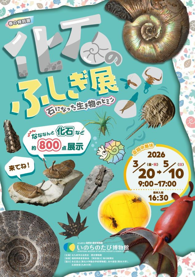 古生物学|《化石のふしぎ展 石になった生き物のヒミツ》:探索化石保存的奇迹与远古生命的故事