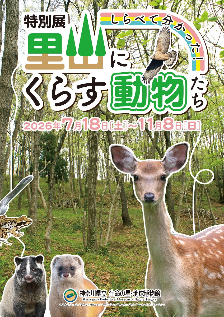 里山动物|特别展《调查发现!生活在里山的动物们》:探索人与野生动物的共生未来