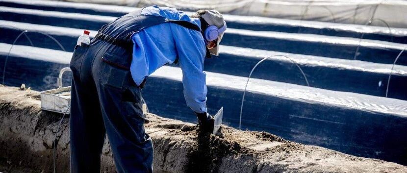 荷兰外籍劳工 | 64%低薪移工五年后仍留荷兰，外籍打工人正在改变荷兰社会