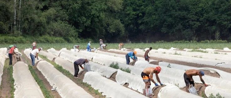 荷兰移民工政策收紧,多城市设限影响住房与就业机会
