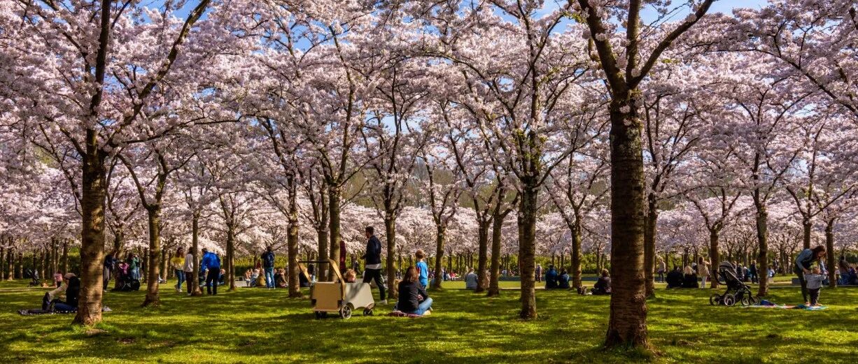 阿姆斯特丹要砍掉整片樱花林?!真相其实很温柔…