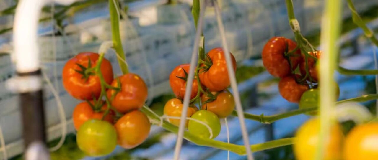 荷兰食品又出事？番茄种植被查出严重问题！三大超市承认“多收钱”：会赔！未来买菜再也见不到收银员？