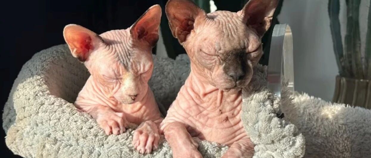 荷兰将禁止饲养“无毛猫”和“折耳猫”，明年起生效！