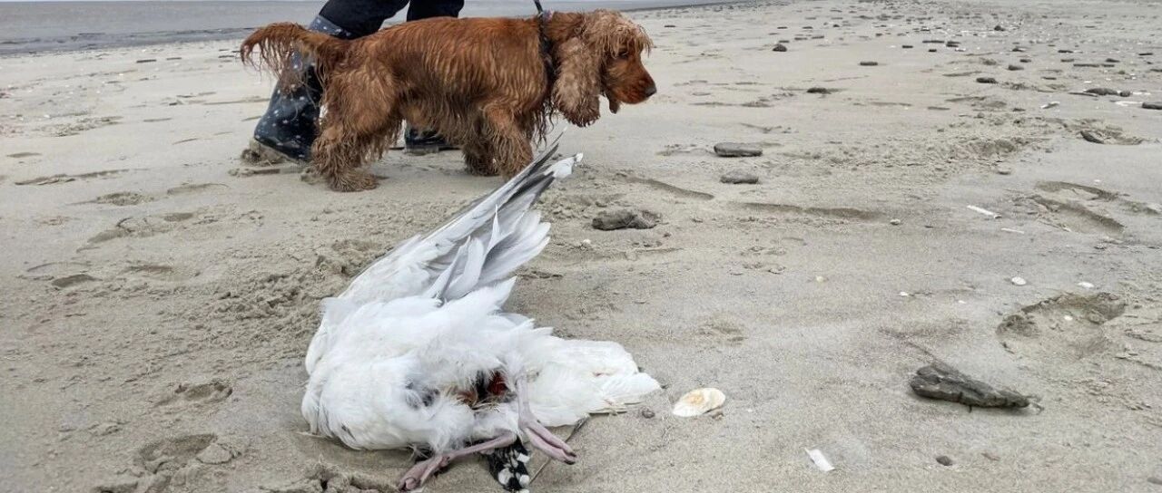 荷兰禽流感高峰期：儿童和宠物要格外注意，野鸟别轻易接触！