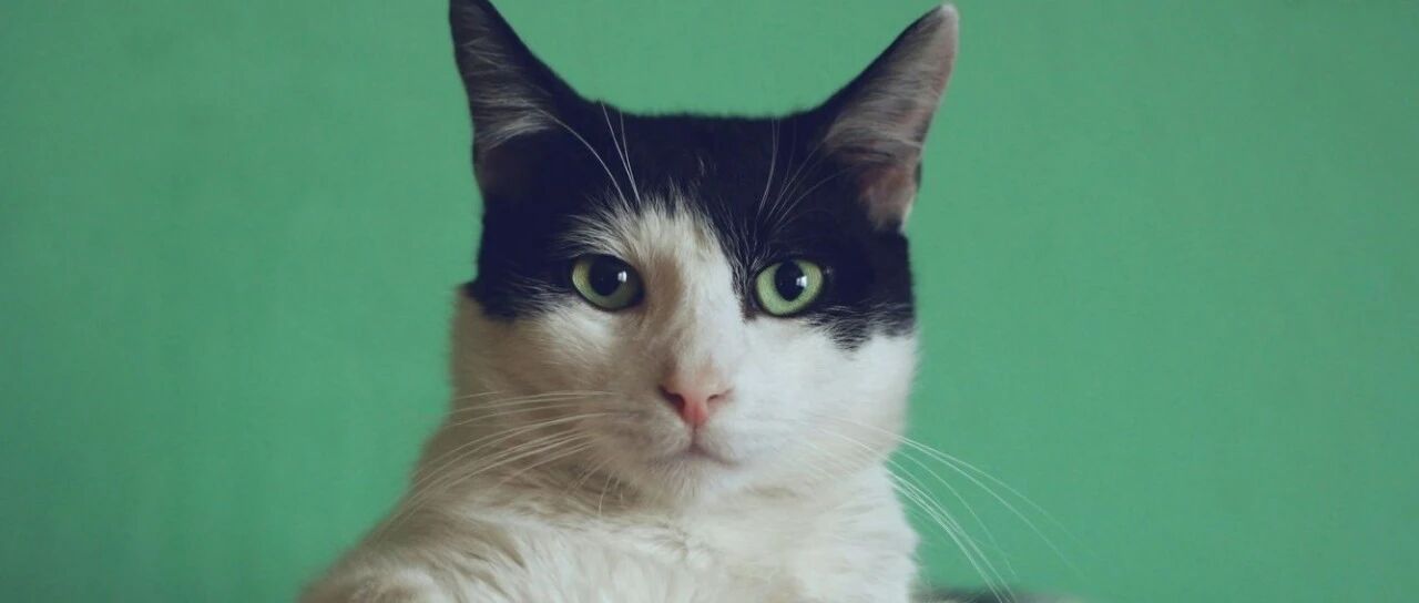 荷兰出现首例禽流感致猫死亡,毛孩子出现这些症状要留心!