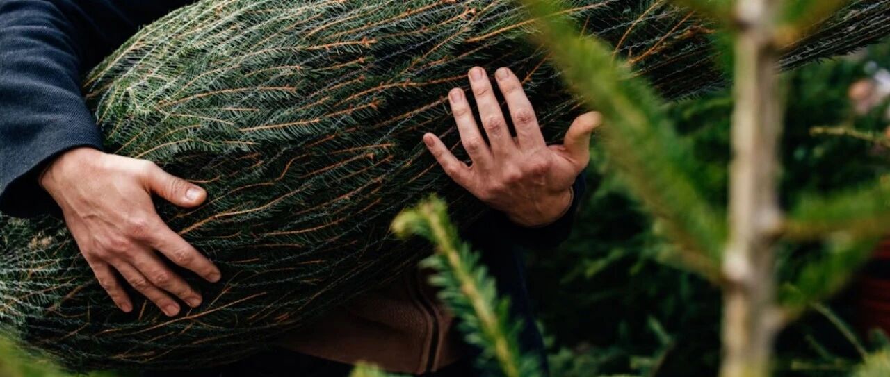 一棵圣诞树里有2.5万只小生物?!遇到这个“室友”要注意!