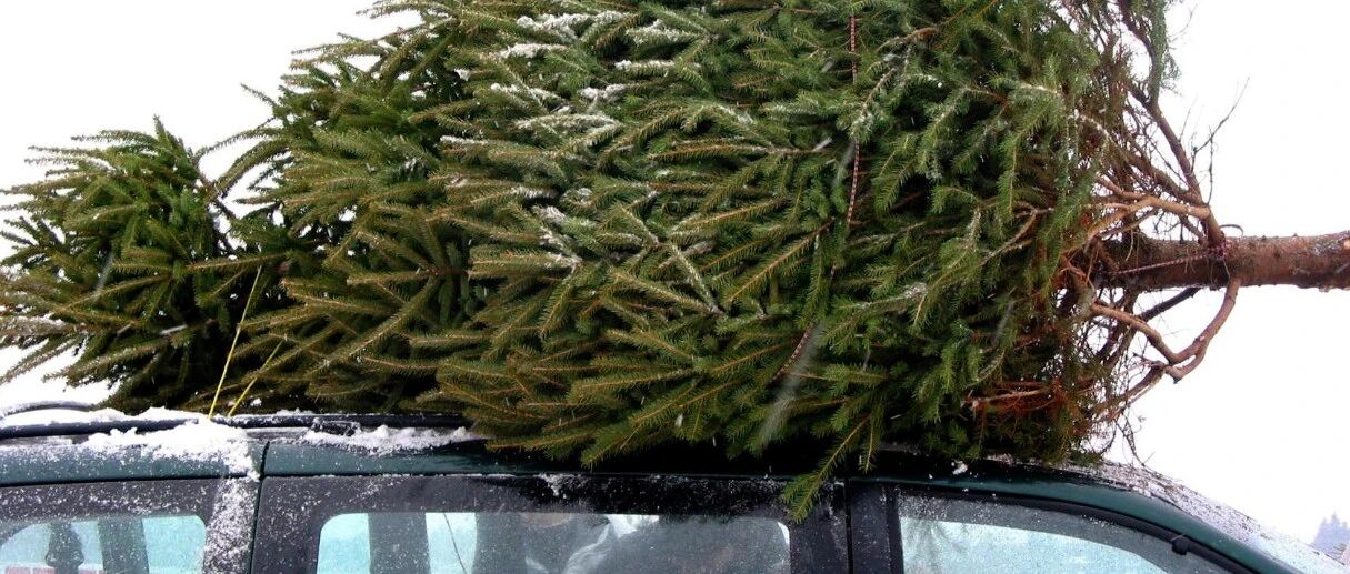 在荷兰买圣诞树小心了!交警可能开你€390罚单!